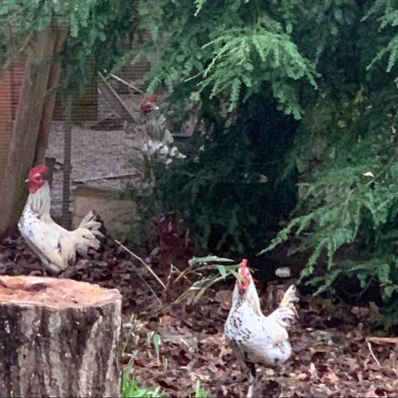 Almost Heaven West Virginia - Picture 1 of 1